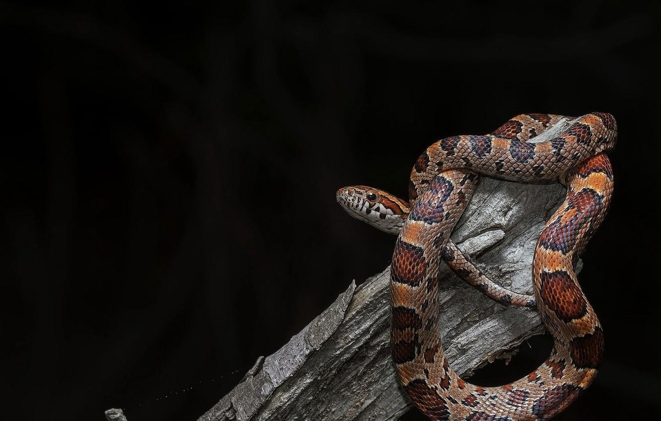 Corn Snakes Wallpapers Wallpaper Cave