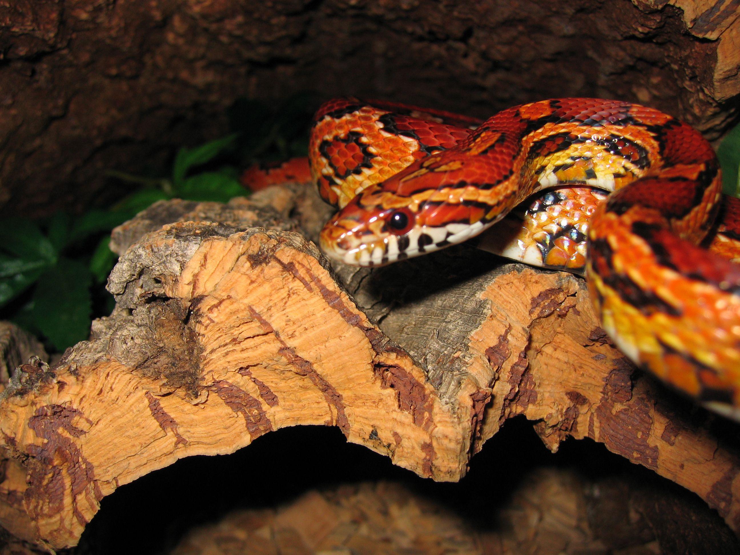 Corn Snakes Wallpapers Wallpaper Cave