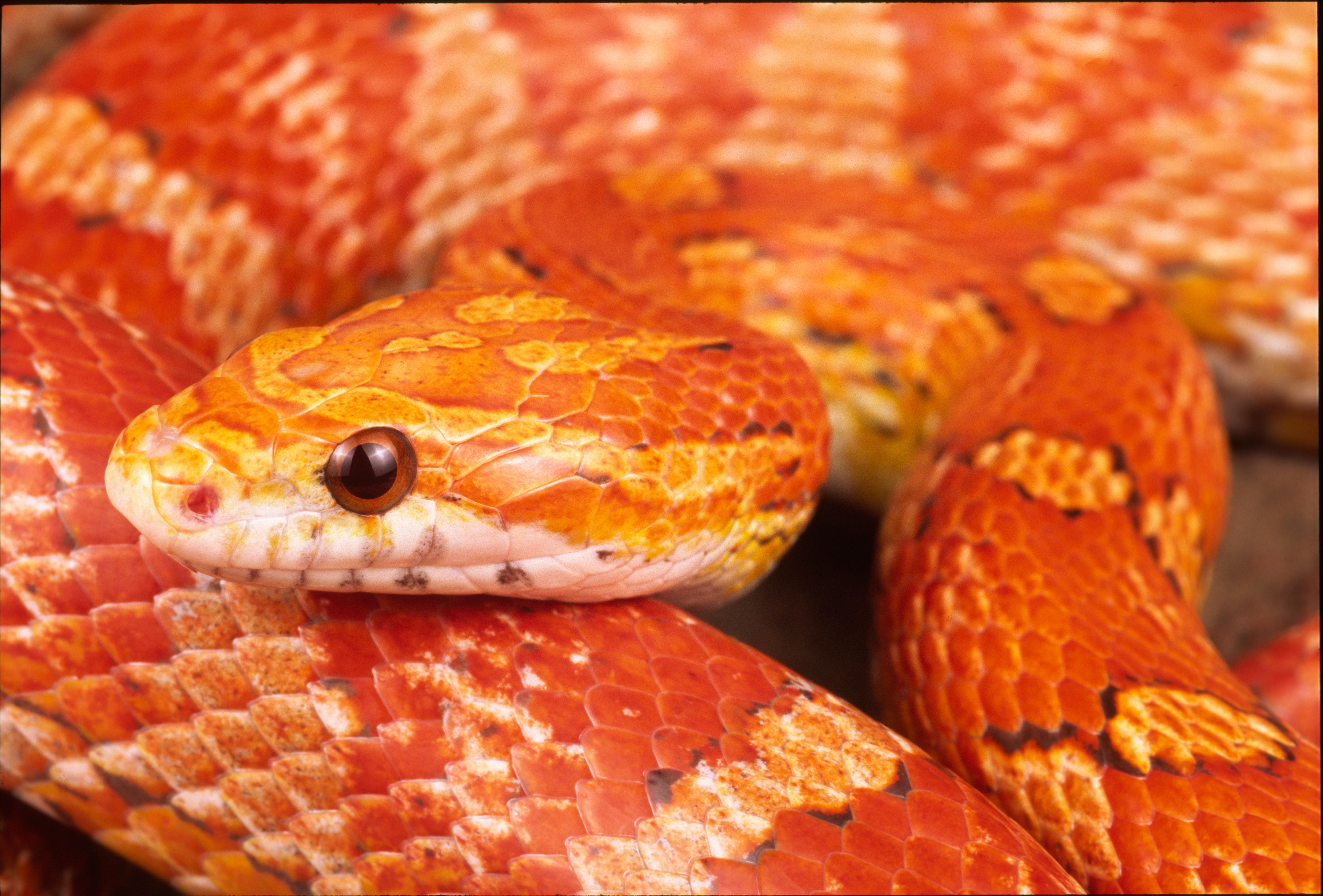 Corn Snakes Wallpapers Wallpaper Cave