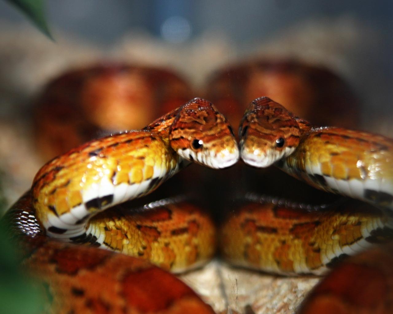 Corn Snakes Wallpapers Wallpaper Cave