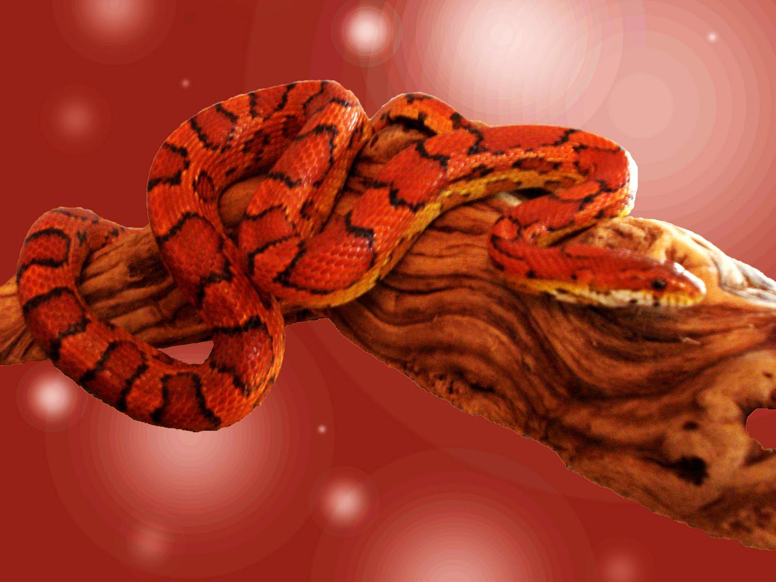 Corn Snakes Wallpapers Wallpaper Cave