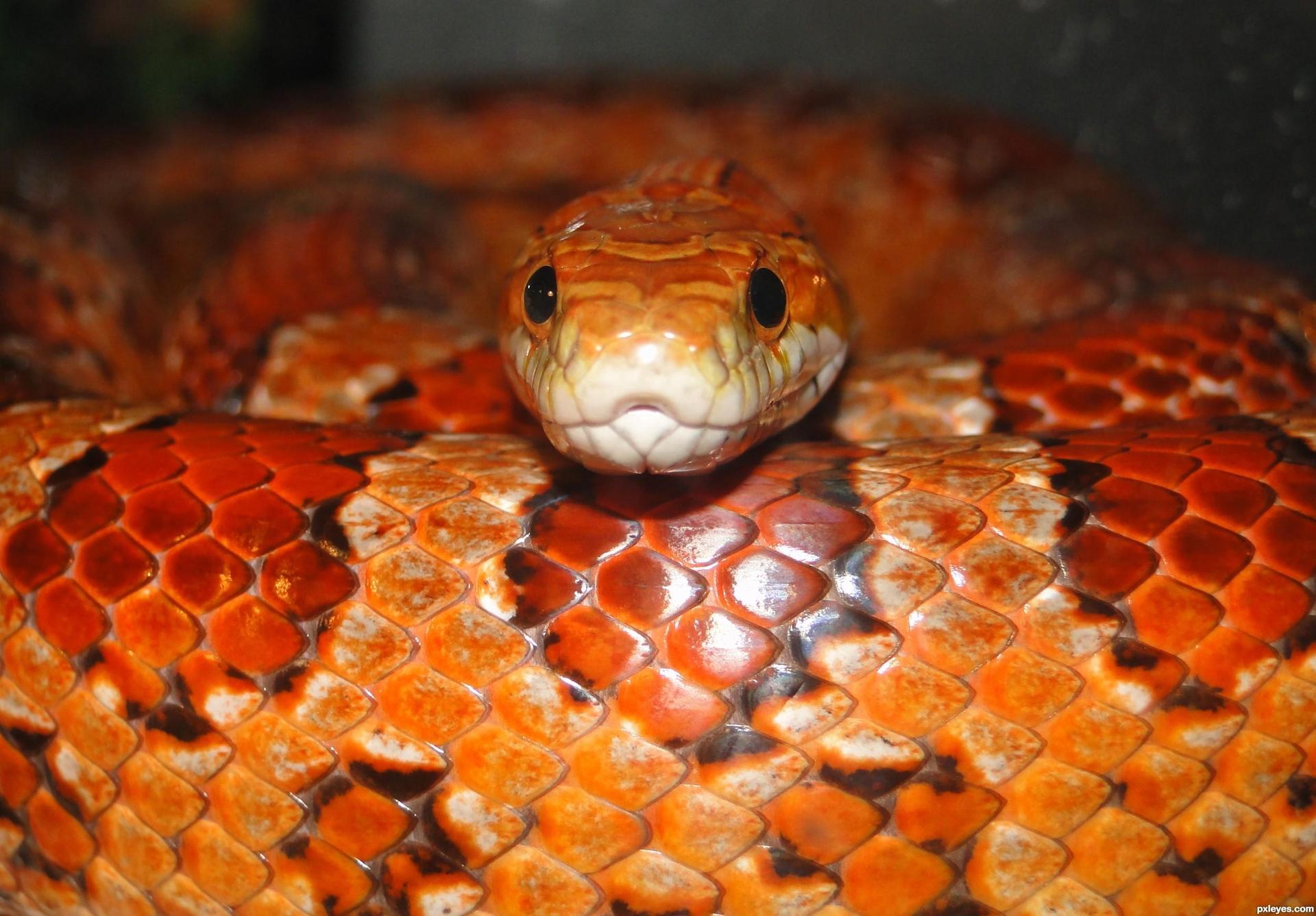 Corn Snakes Wallpapers Wallpaper Cave