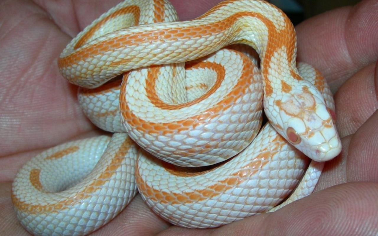 Corn Snakes Wallpapers Wallpaper Cave