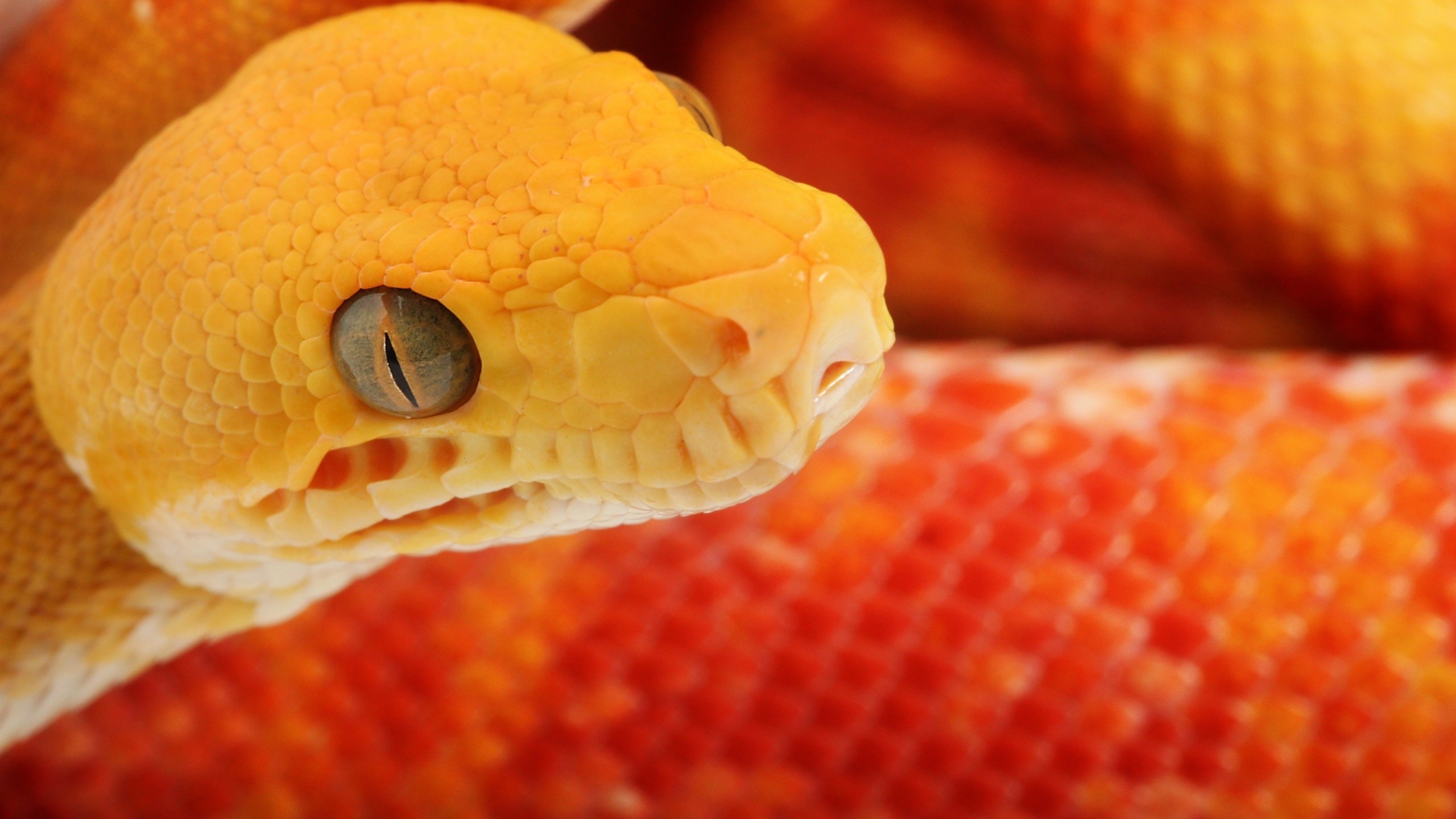 Corn Snakes Wallpapers Wallpaper Cave