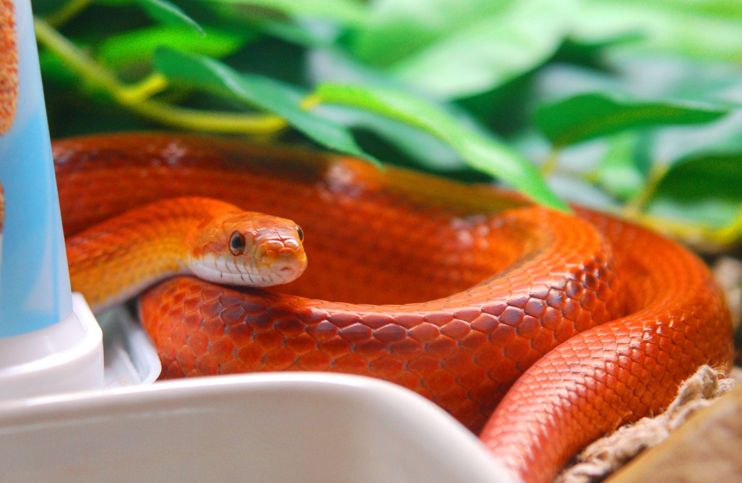 Corn Snakes Wallpapers Wallpaper Cave