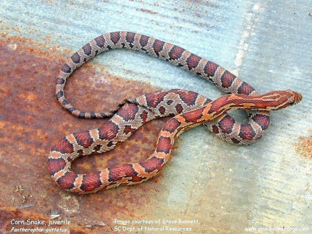 Corn Snakes Wallpapers Wallpaper Cave