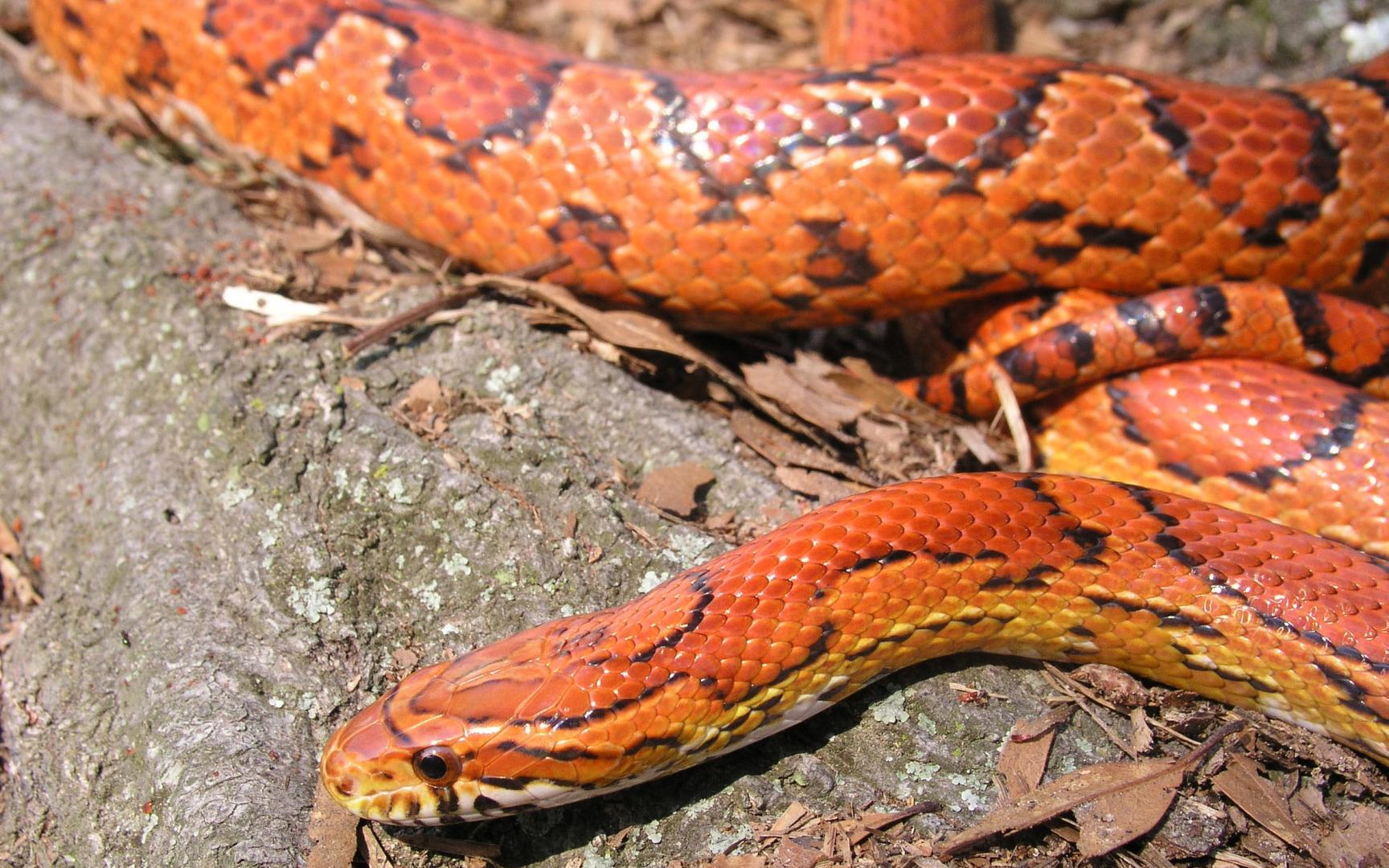 Corn Snakes Wallpapers Wallpaper Cave