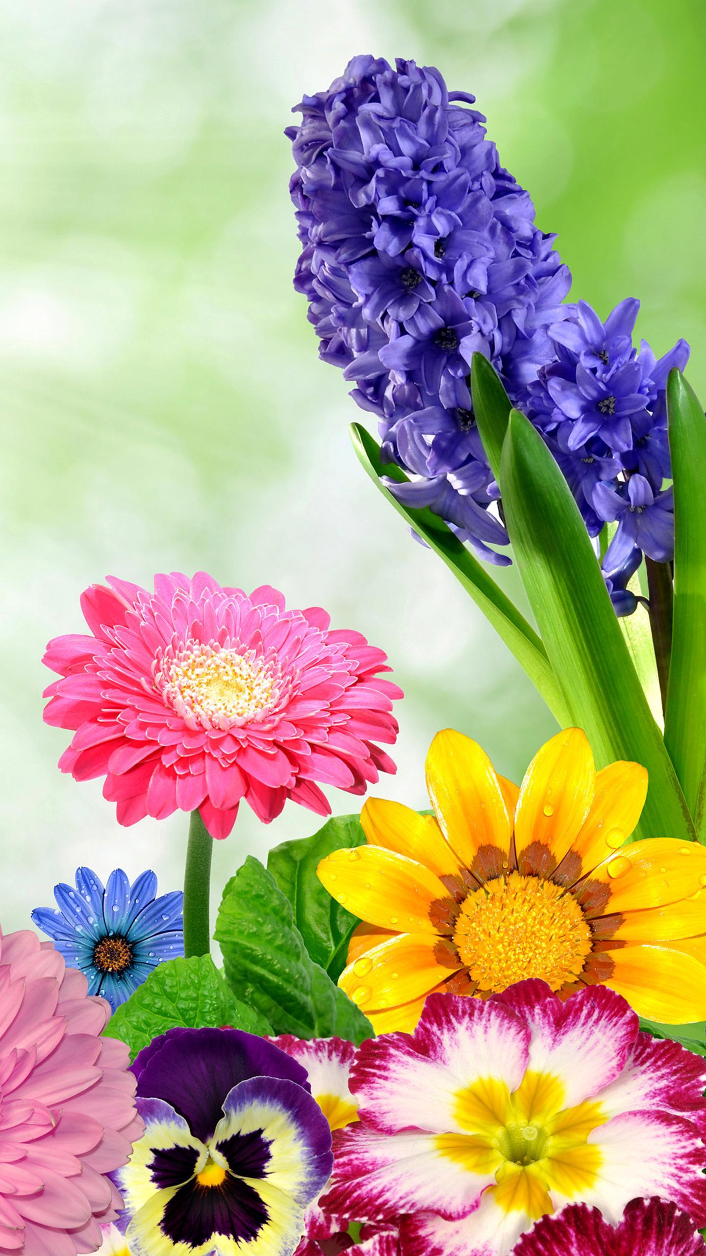 Colorful Flowers Mobile Wallpapers Wallpaper Cave