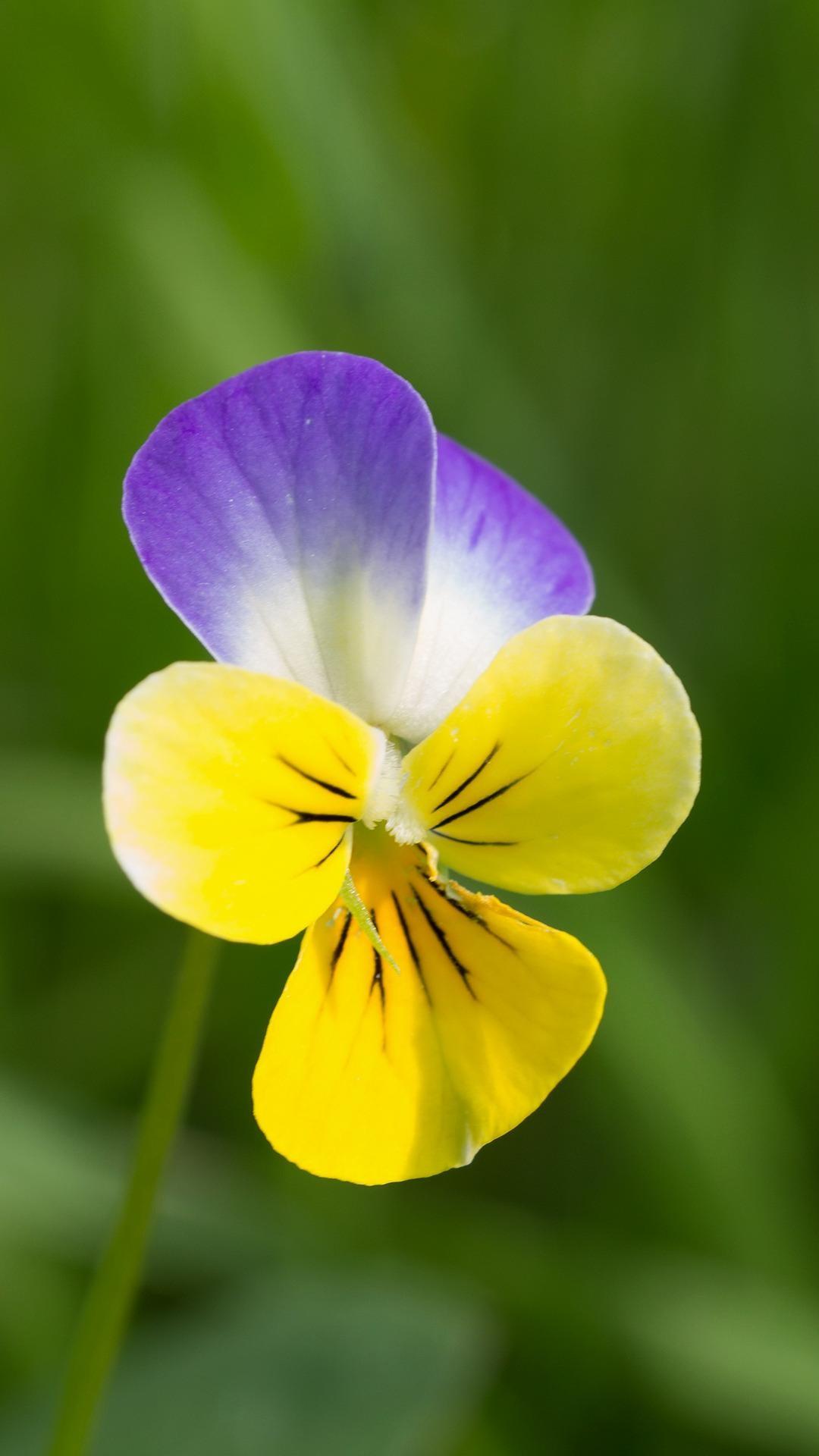 Android Mobile Colorful Flowers Wallpapers Wallpaper Cave