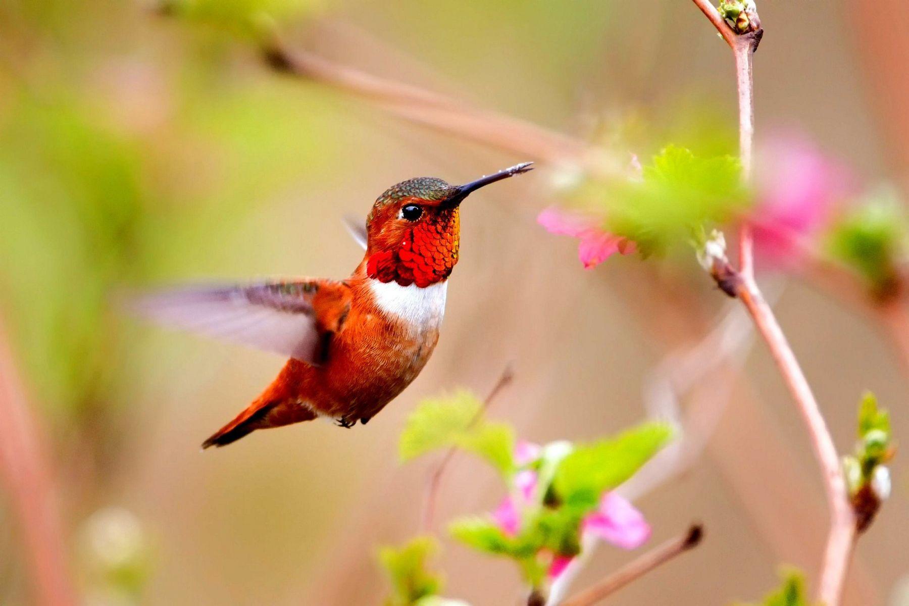 Flowers And Birds Wallpapers Wallpaper Cave