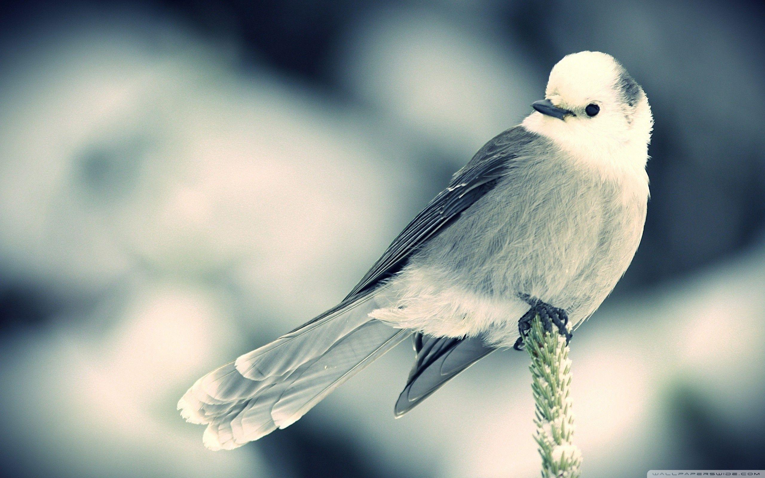 Desktop 4k HD Bird Wallpapers Wallpaper Cave
