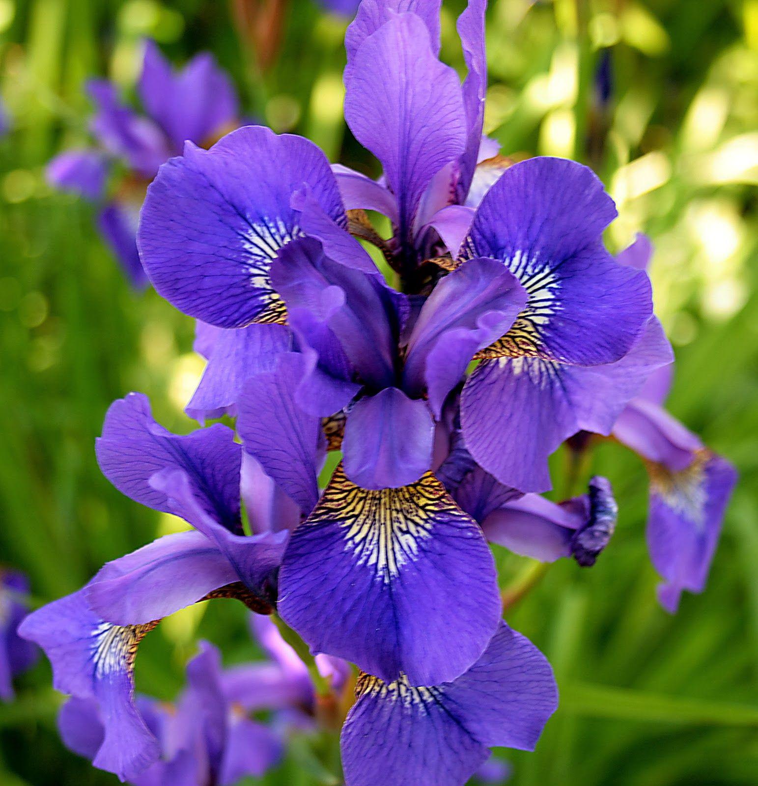 Beautiful Iris Flower Wallpapers Wallpaper Cave