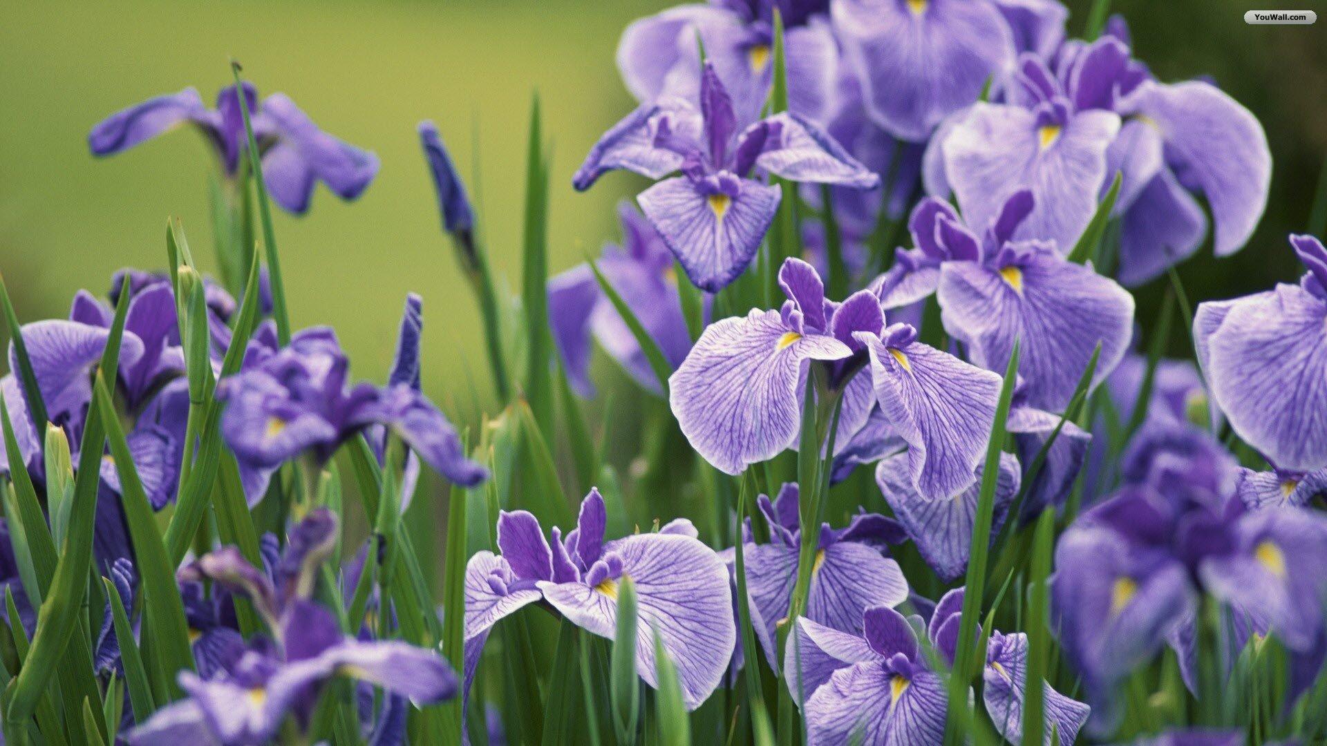 Beautiful Iris Flower Wallpapers Wallpaper Cave