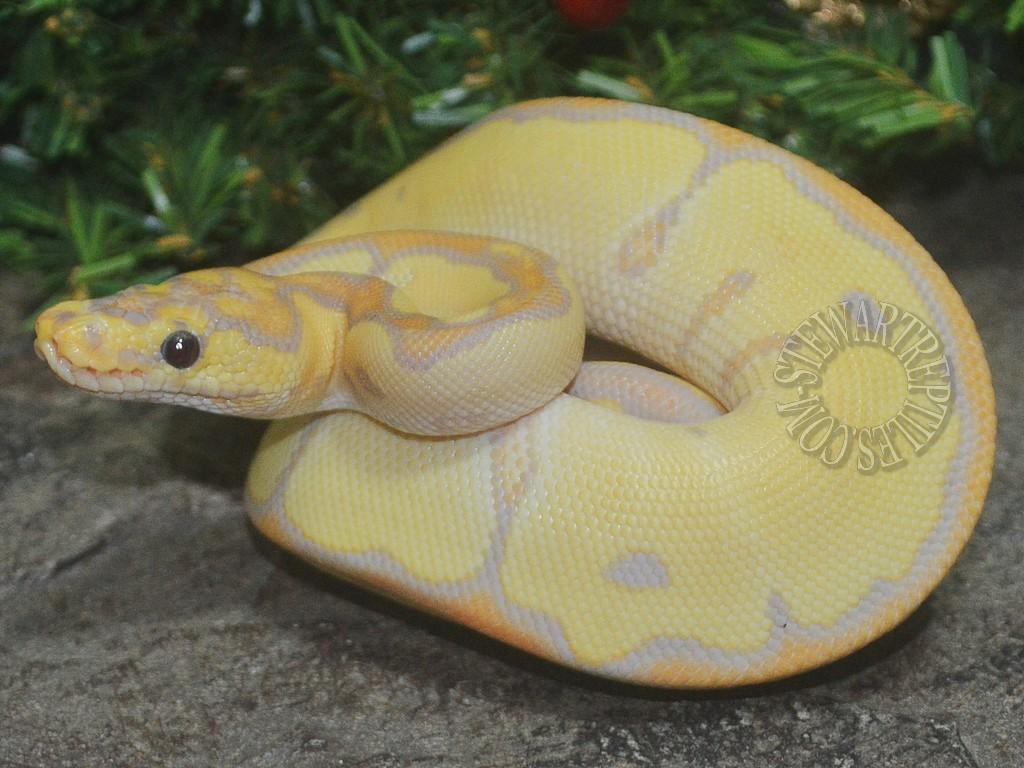 Banana Ball Python Wallpapers Wallpaper Cave