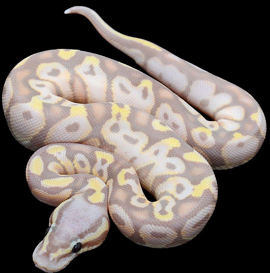 Banana Ball Python Wallpapers Wallpaper Cave
