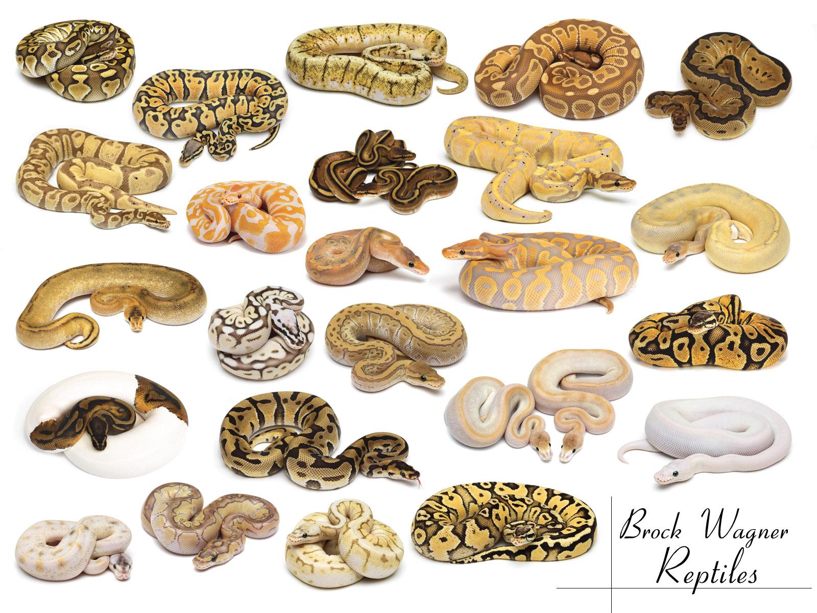 Banana Ball Python Wallpapers Wallpaper Cave