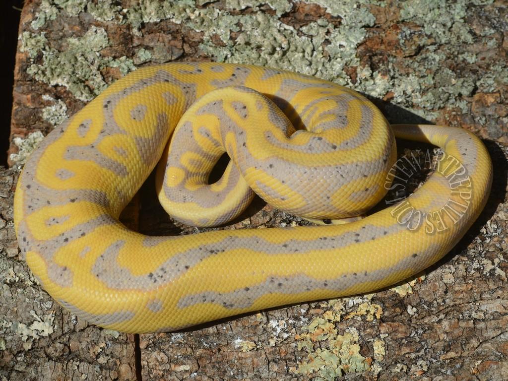 Banana Ball Python Wallpapers Wallpaper Cave