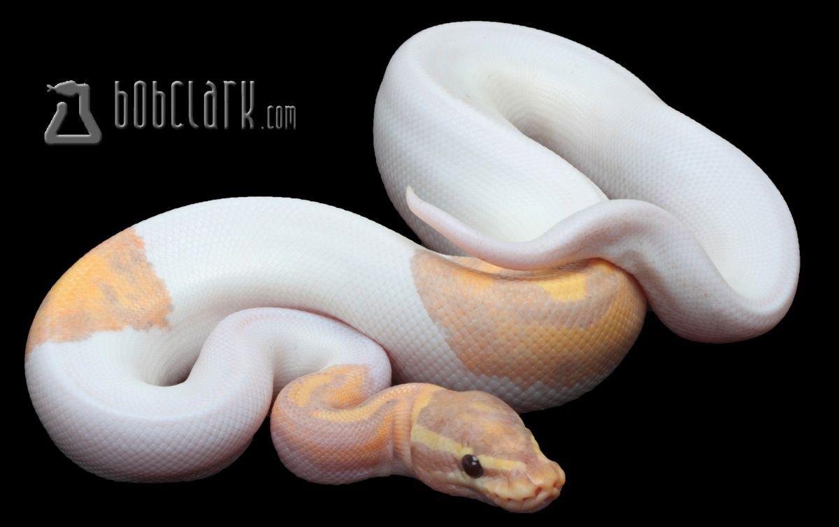 Banana Ball Python Wallpapers Wallpaper Cave