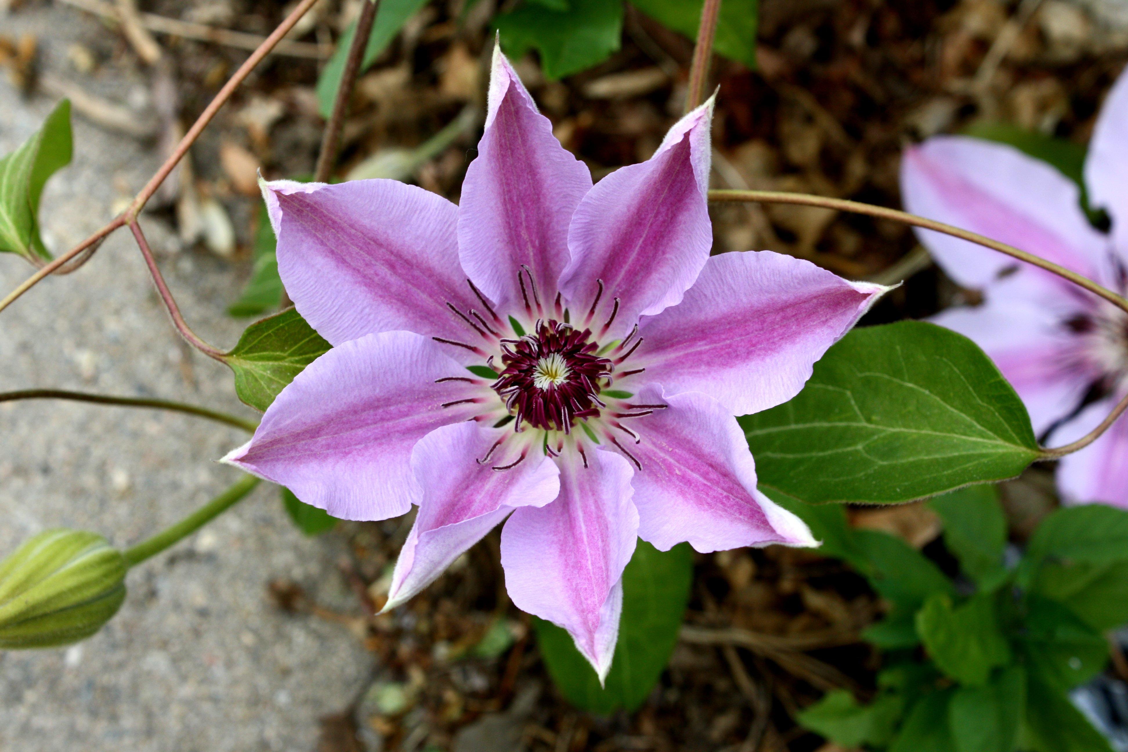 Clematis Flower Wallpapers Wallpaper Cave