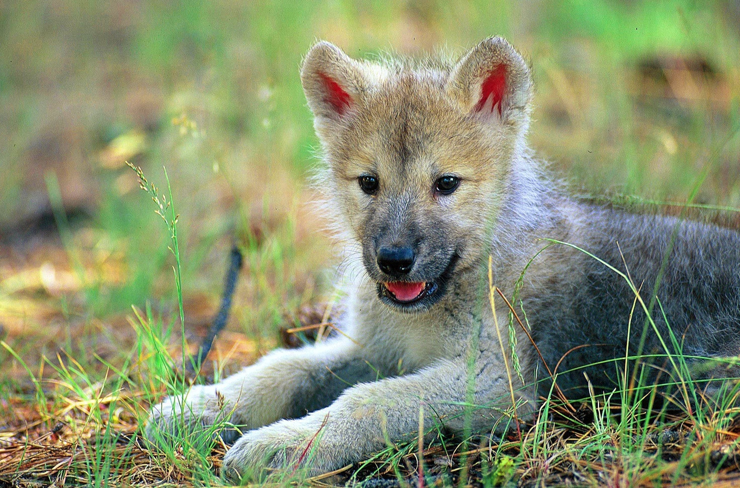 Wolf Pups Wallpapers Wallpaper Cave