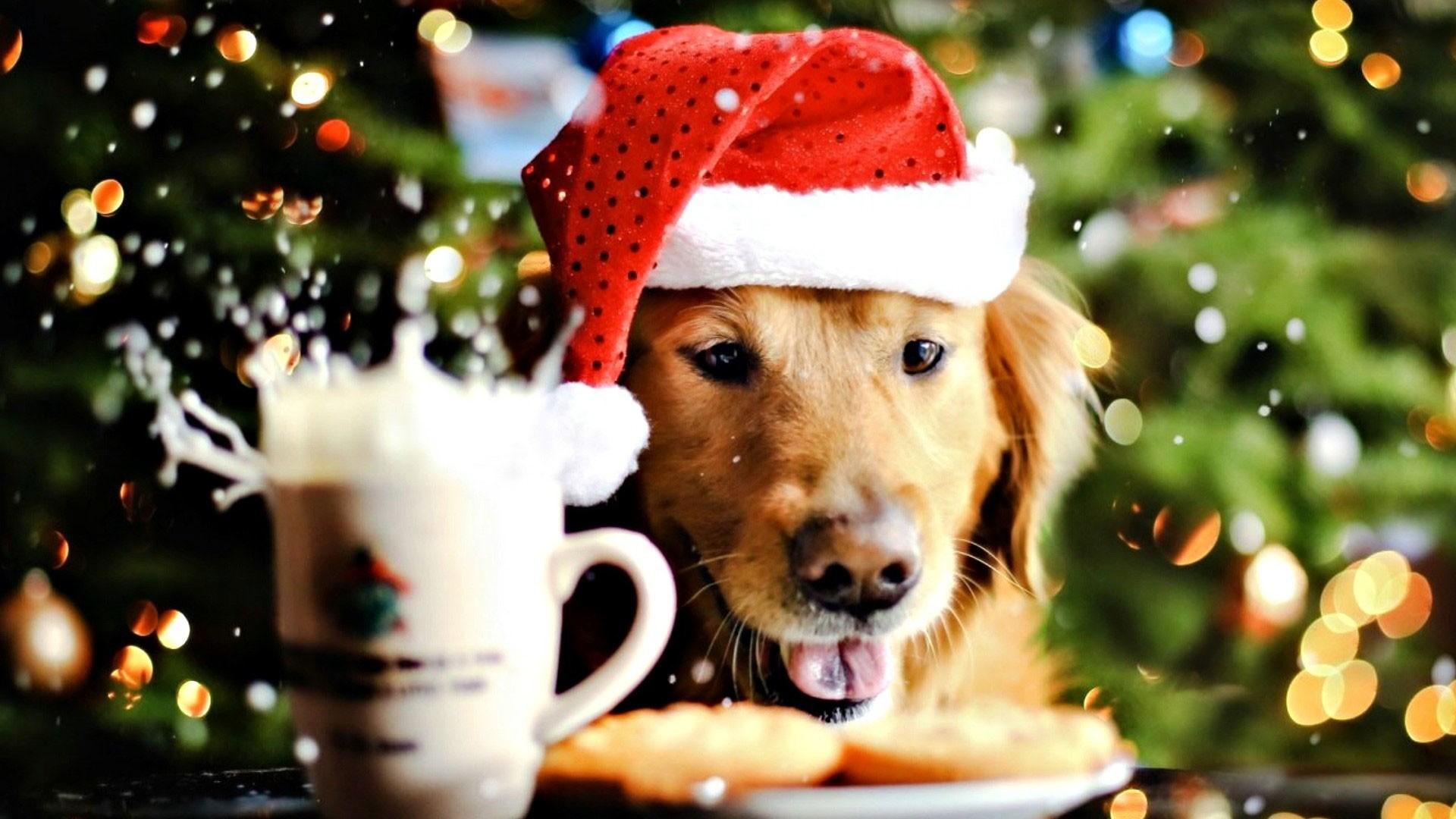 Cute Dig Christmas Background Cute Dog Christmas Desktop Wallpapers Wallpaper Cave