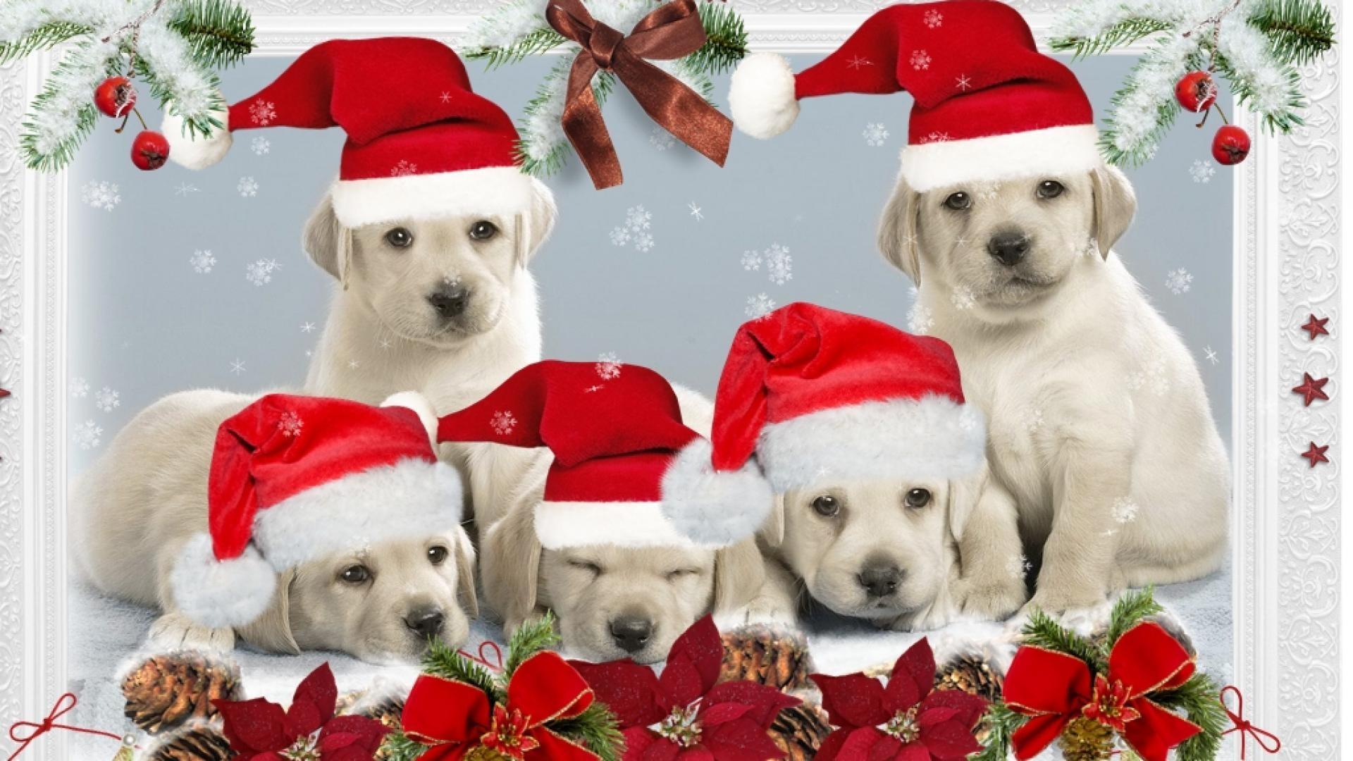 Cute Dig Christmas Background Cute Dog Christmas Desktop Wallpapers Wallpaper Cave