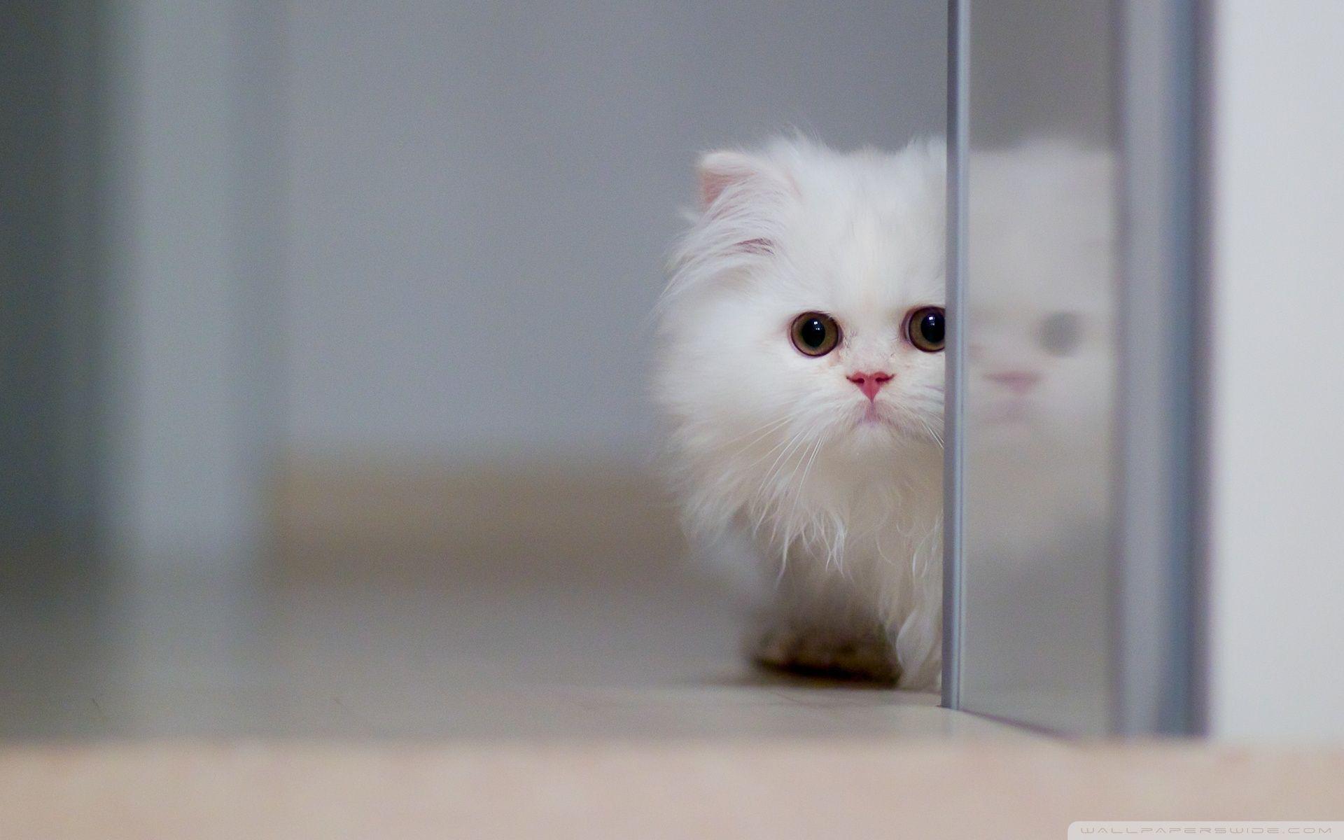 White Cat Desktop Wallpapers Wallpaper Cave