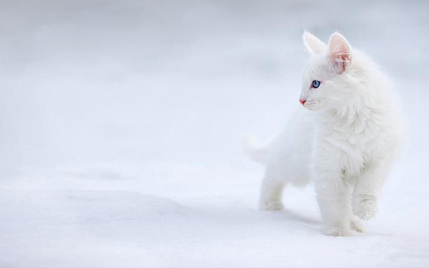 White Cat Desktop Wallpapers Wallpaper Cave