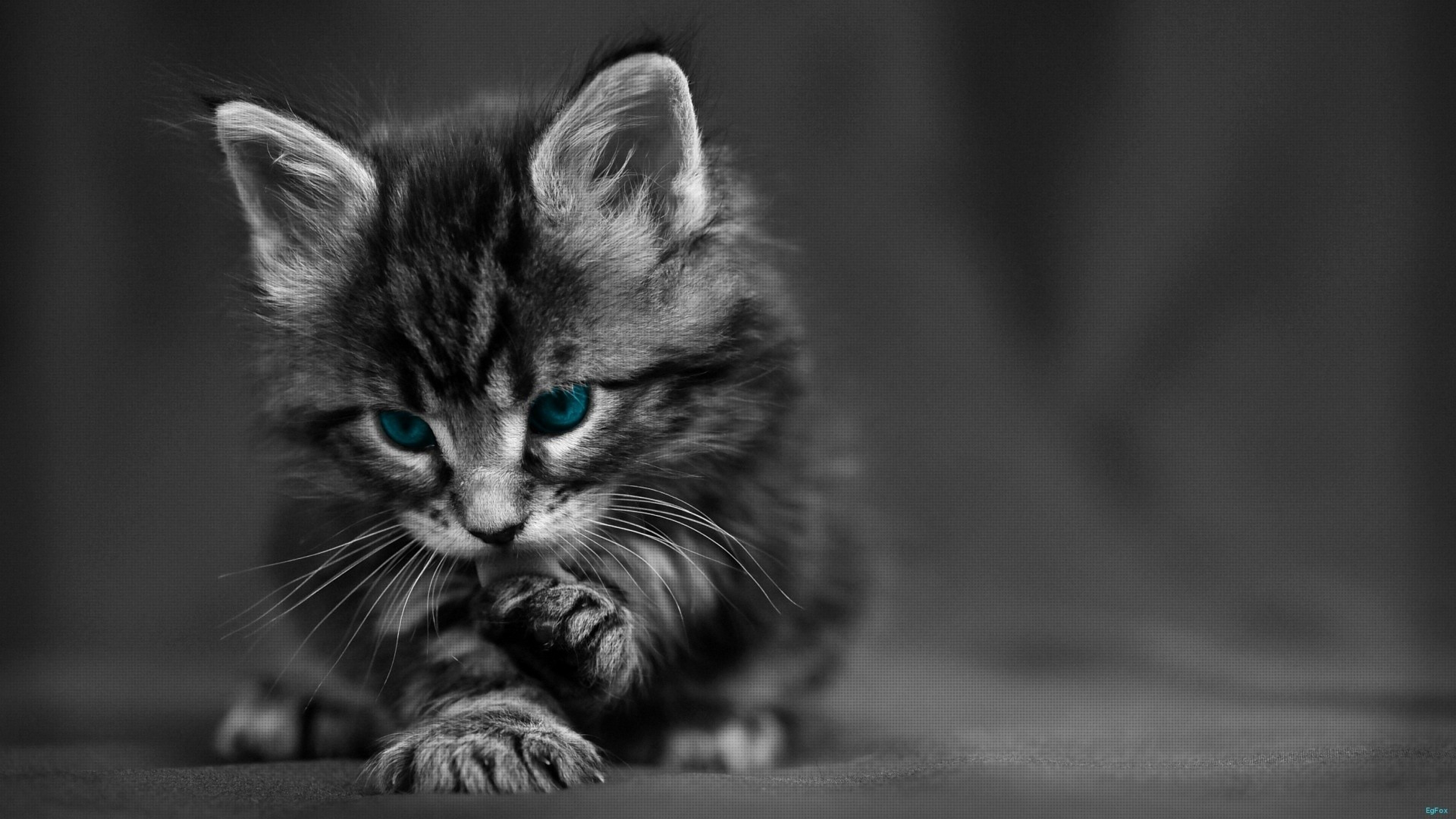 Gray Cat Wallpapers Wallpaper Cave