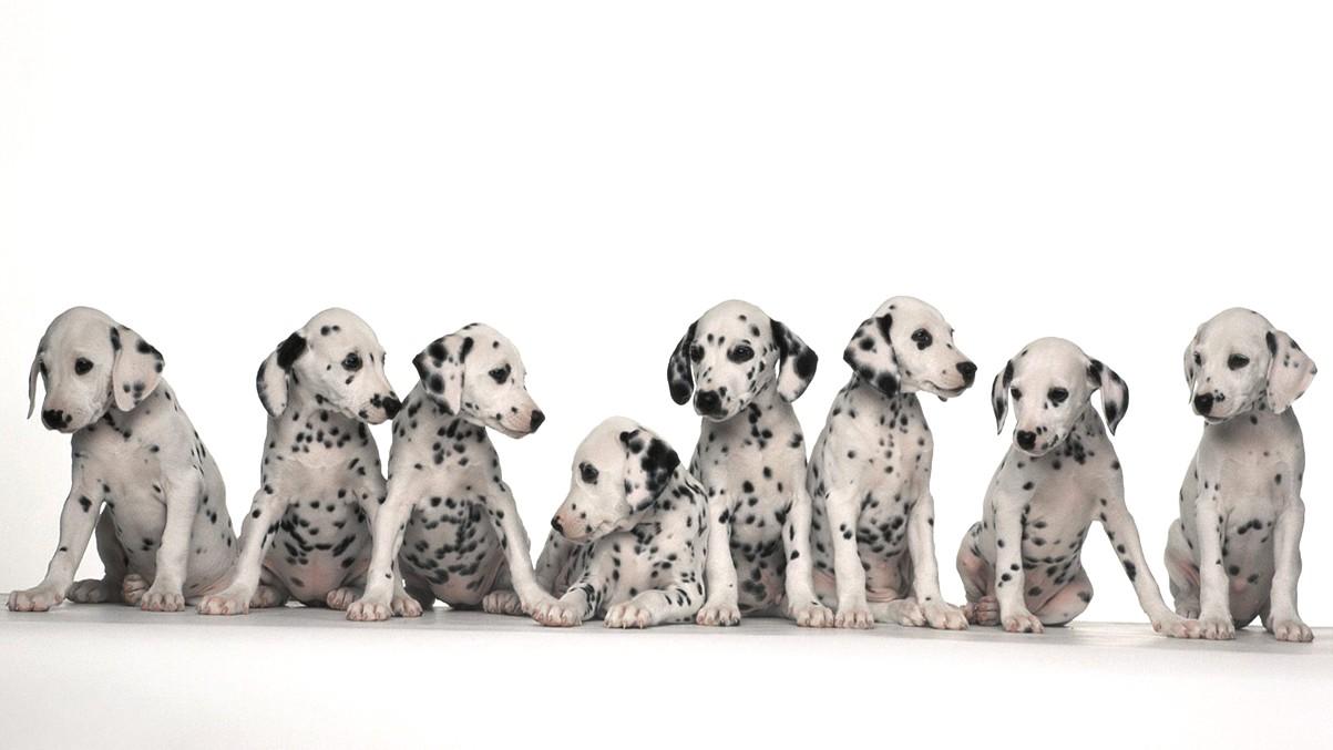 Kissing Dogs Wallpapers Wallpaper Cave