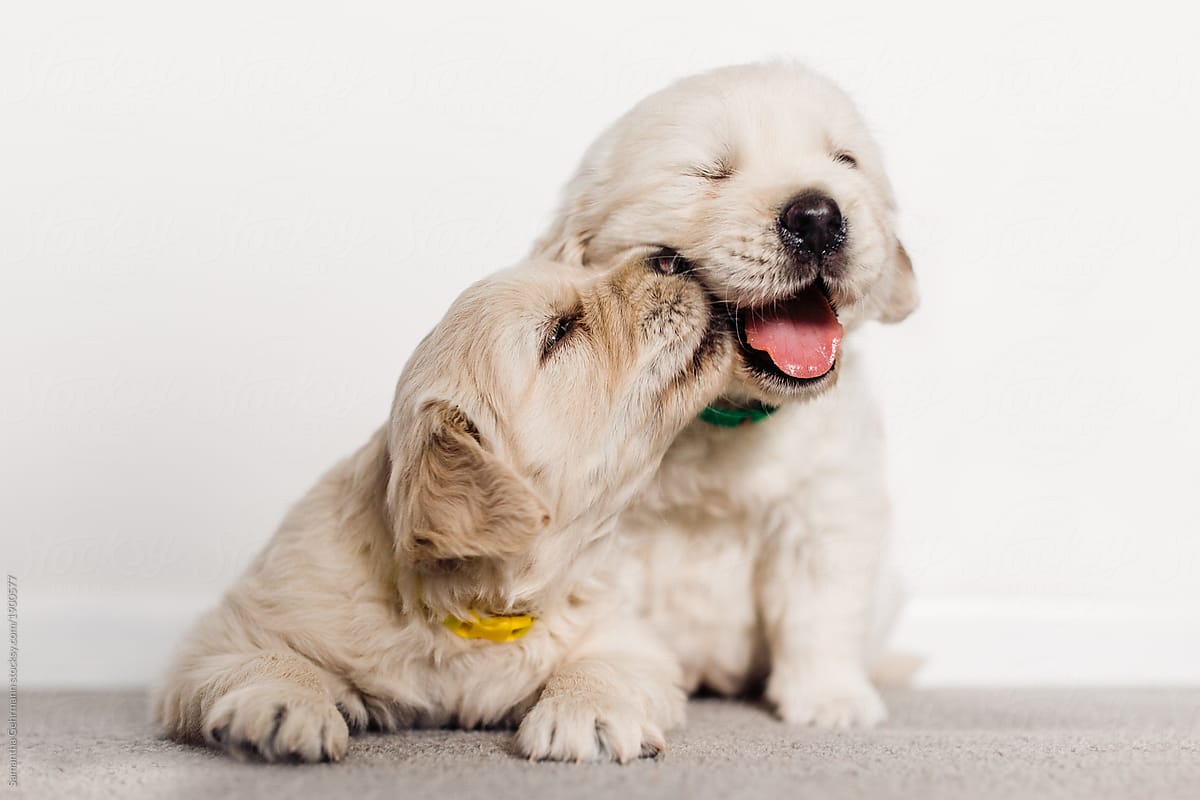 Kissing Dogs Wallpapers Wallpaper Cave