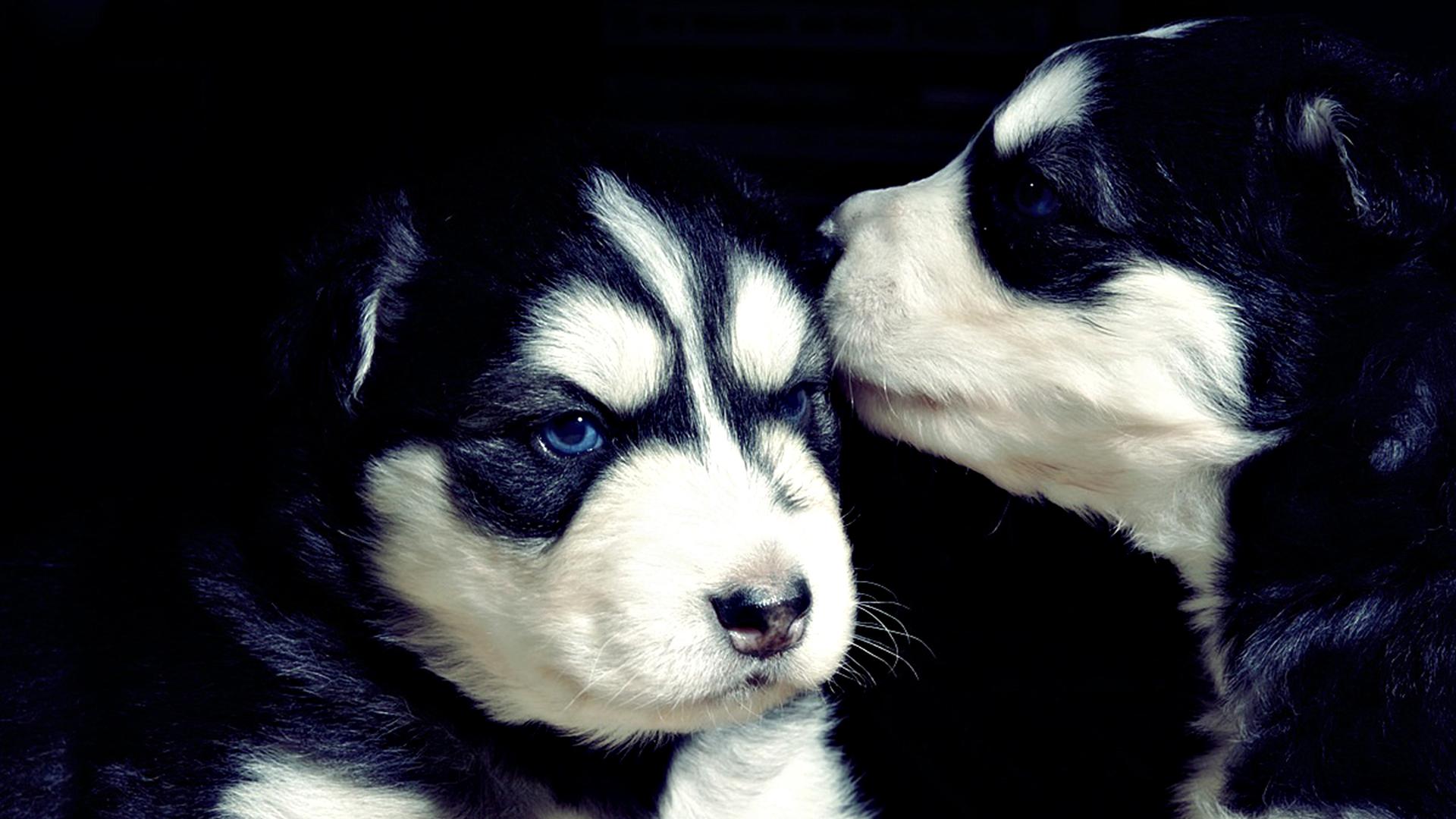 Kissing Dogs Wallpapers Wallpaper Cave