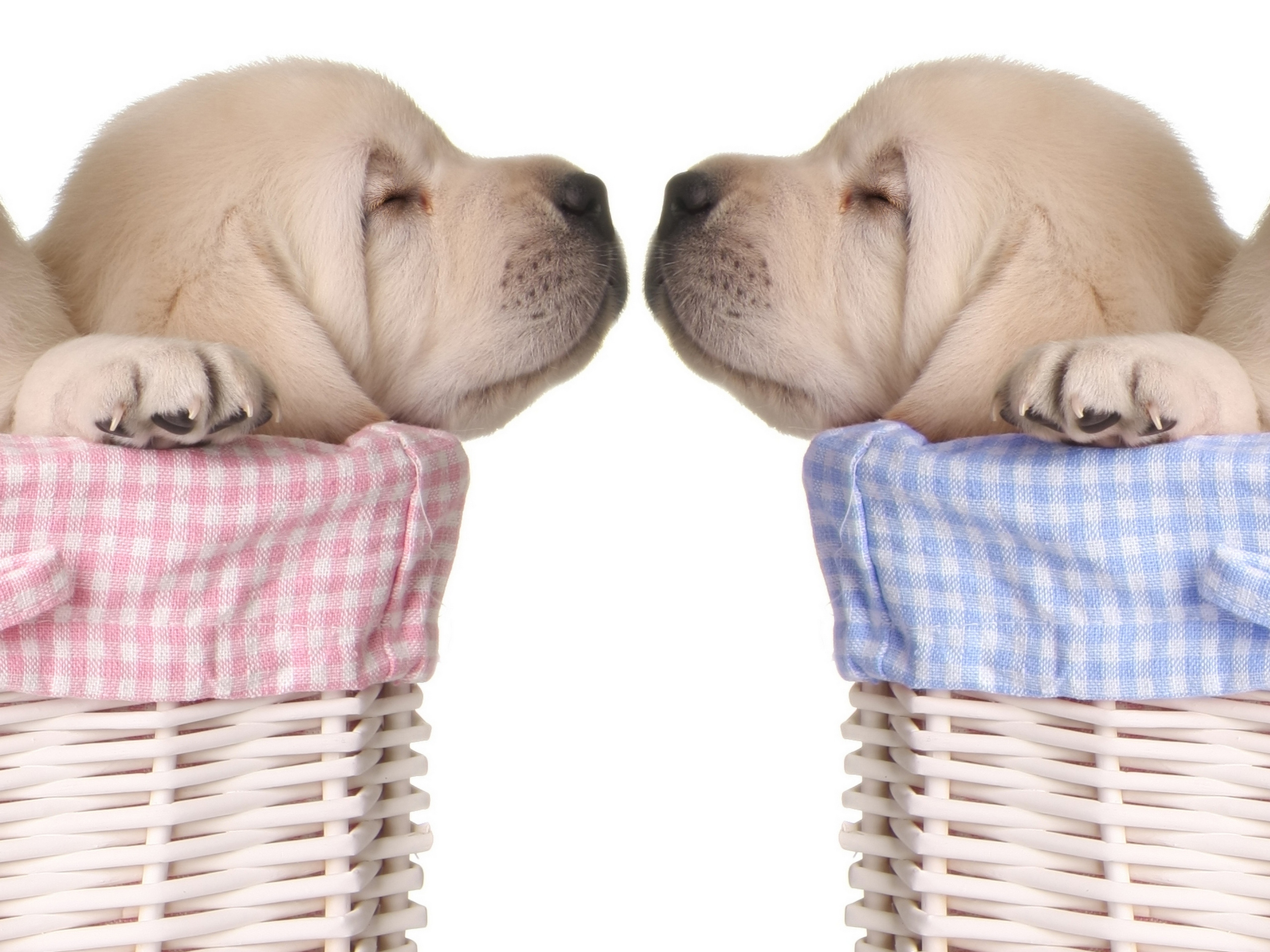 Kissing Dogs Wallpapers Wallpaper Cave