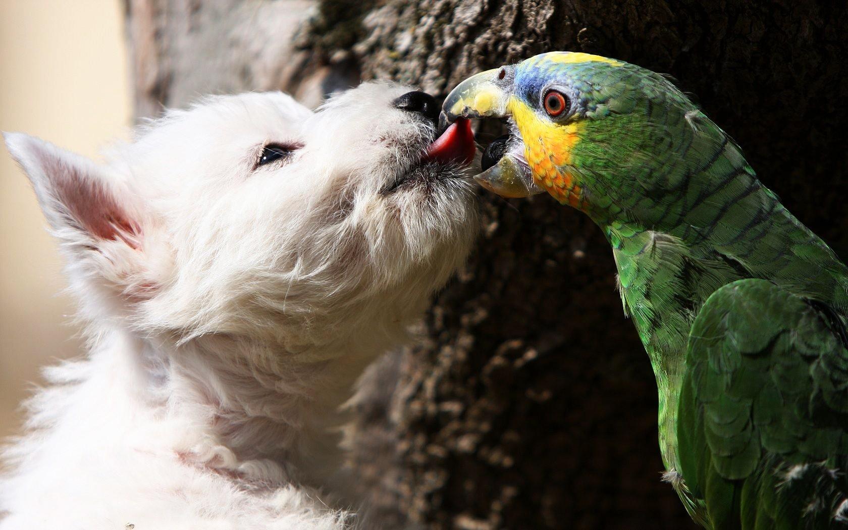 Kissing Dogs Wallpapers Wallpaper Cave