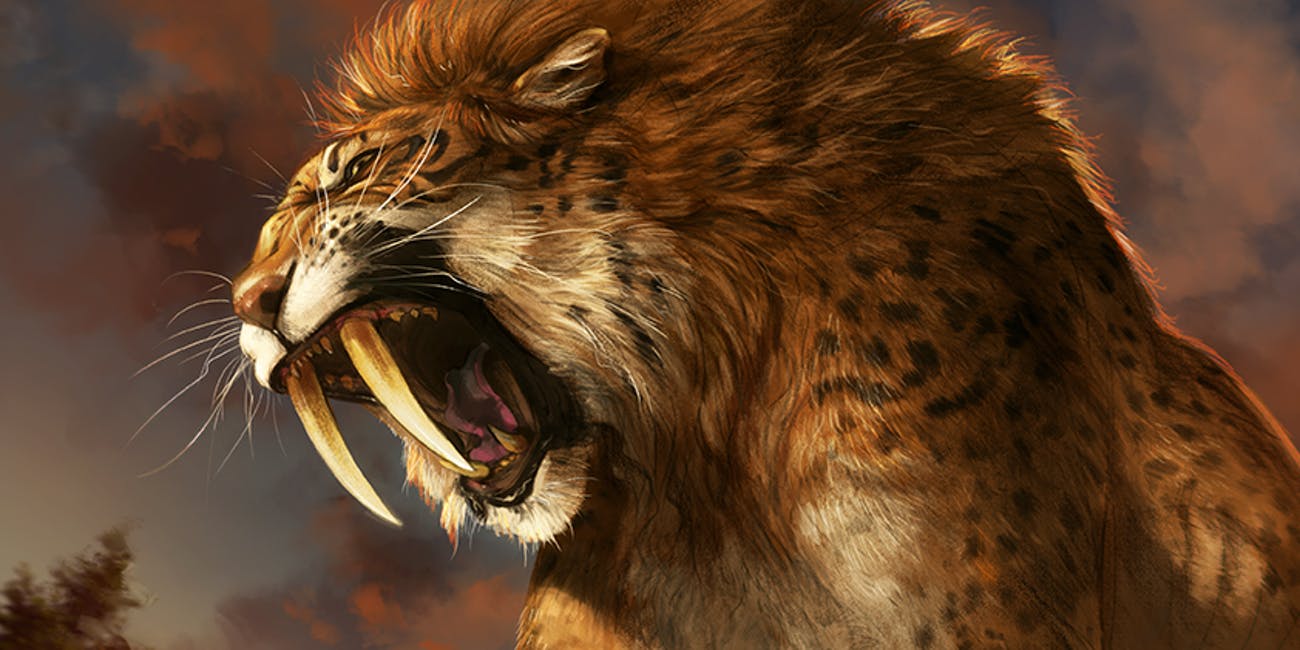 Saber Toothed Tiger Wallpapers Wallpaper Cave