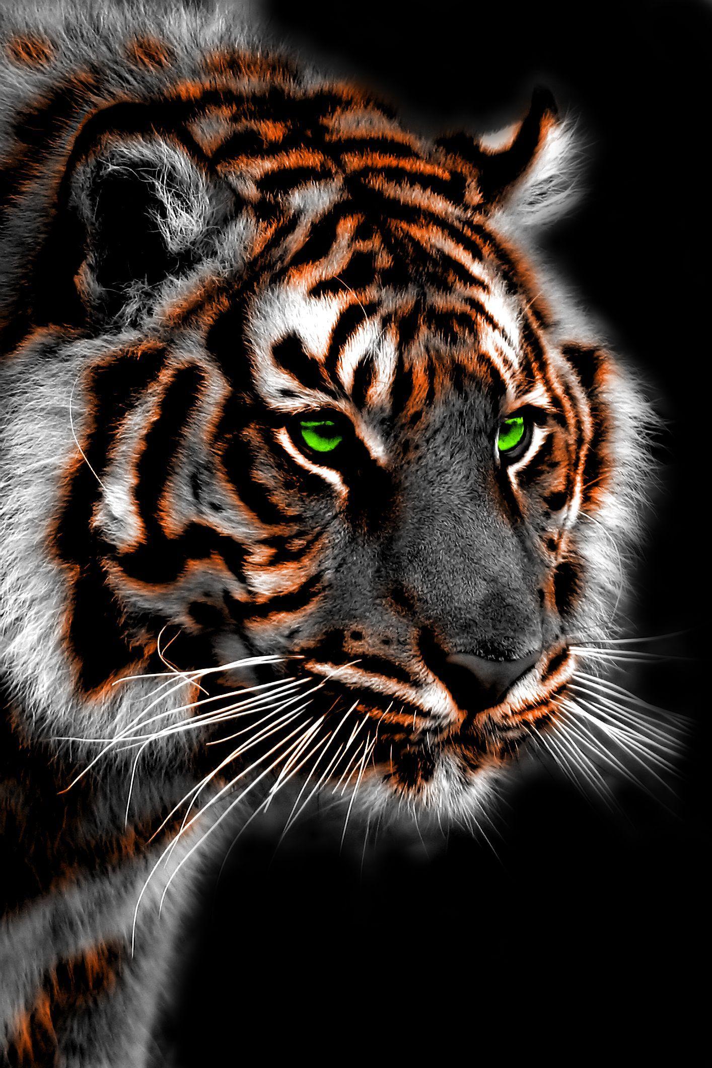 Royal Bengal Tiger Wallpapers Wallpaper Cave