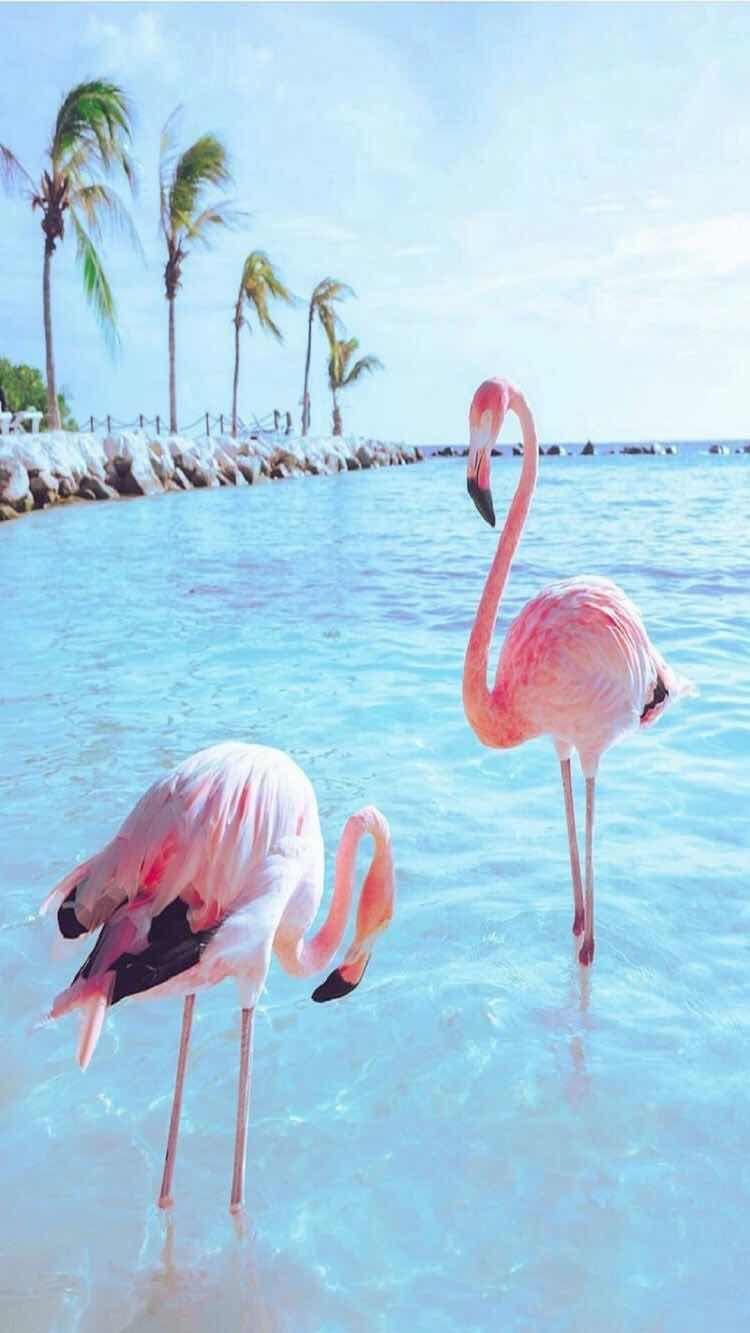 Flamingo Android Wallpapers Wallpaper Cave