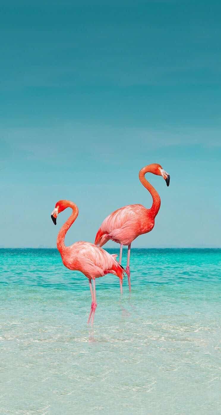 Flamingo Android Wallpapers Wallpaper Cave