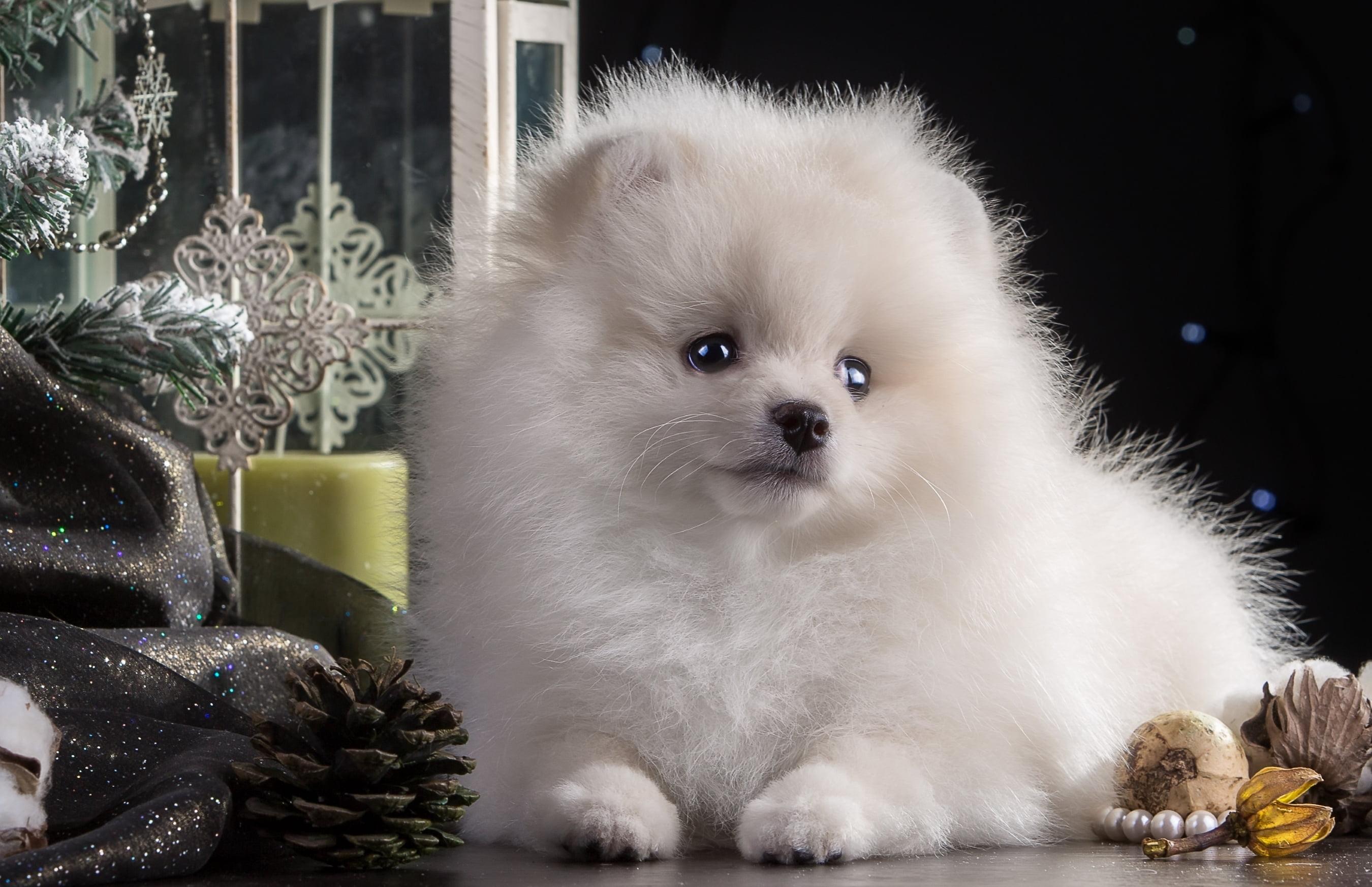 Pomeranian Teacup Dogs Wallpapers Wallpaper Cave