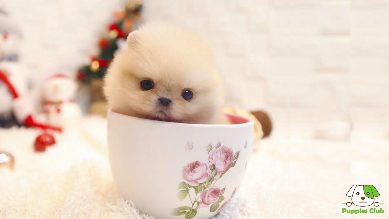 Cute Teacup Pomeranian