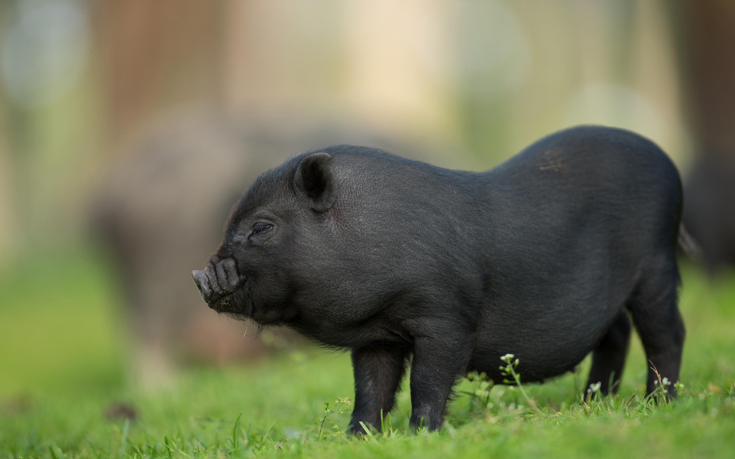 Pig Black Wallpapers Wallpaper Cave