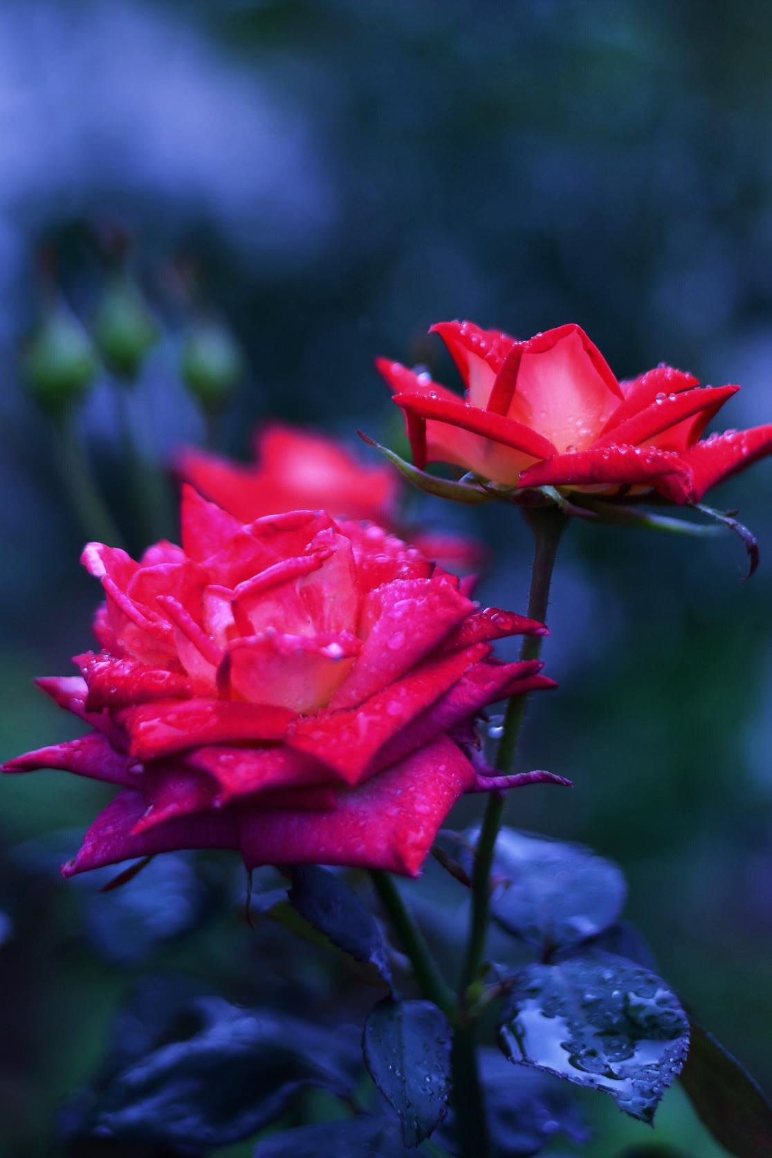 Love Rose Mobile Wallpapers Wallpaper Cave