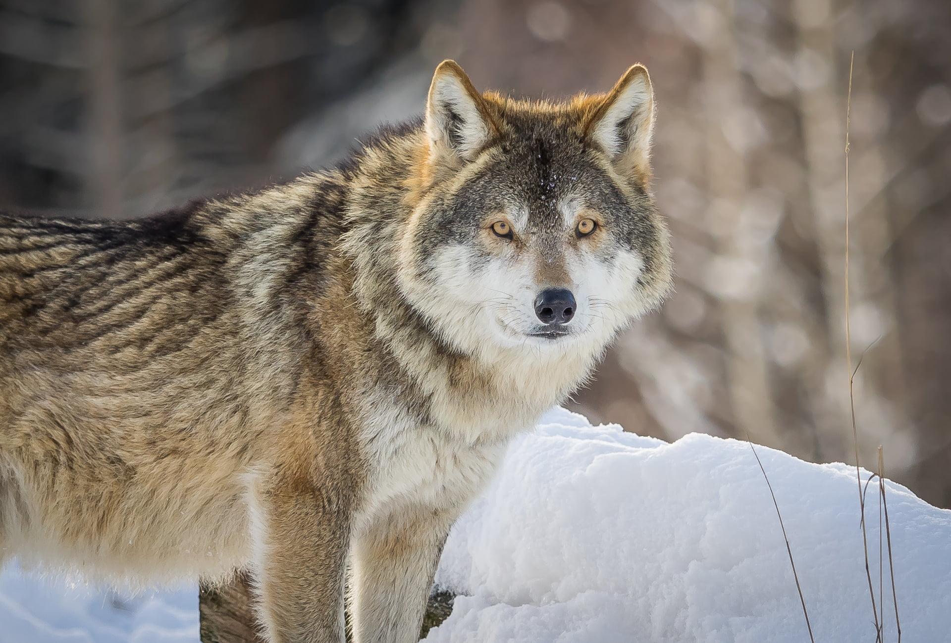 Dire Wolf Android Wallpapers Wallpaper Cave