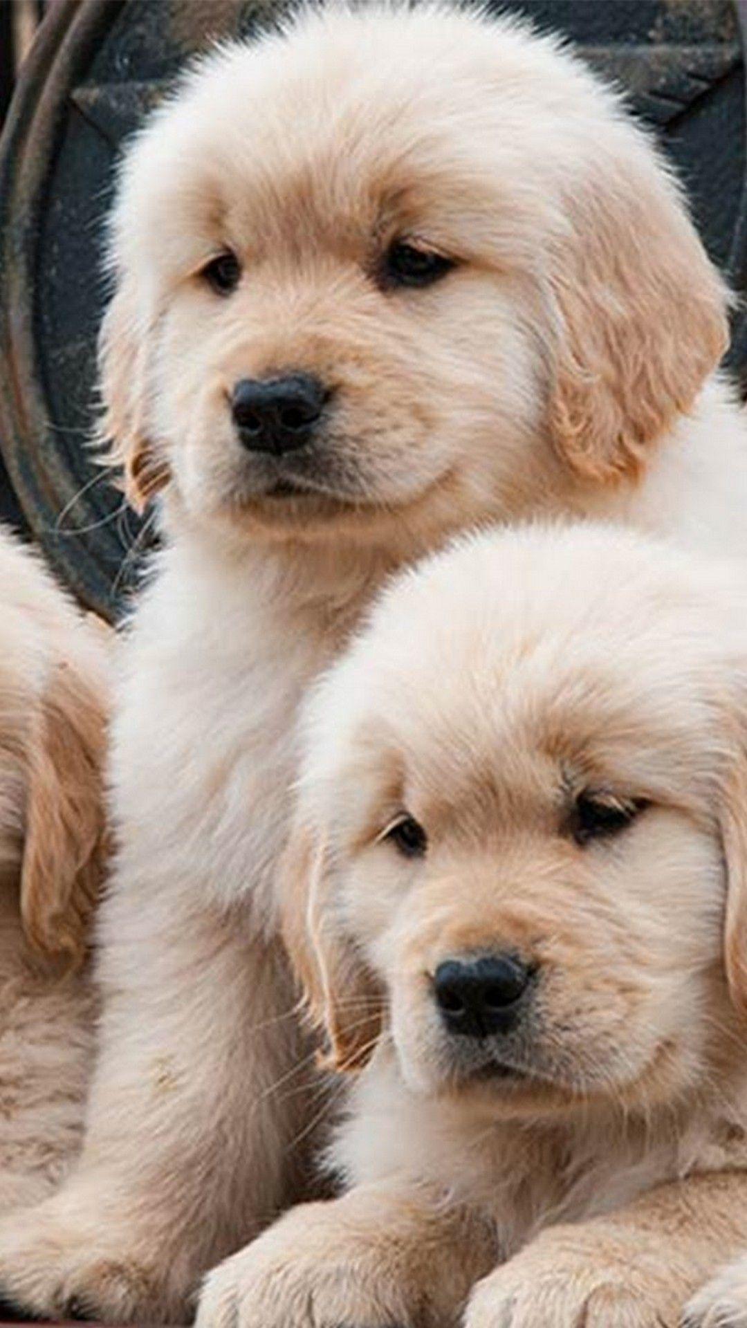 Golden Retriever Puppy Mobile Wallpapers Wallpaper Cave
