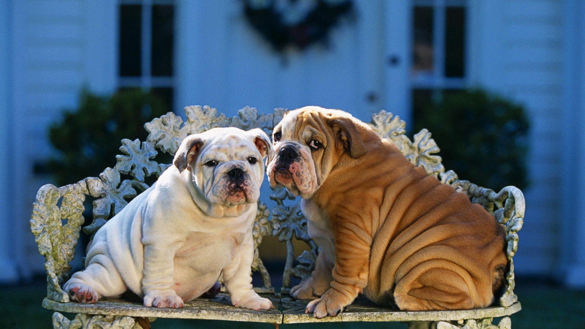 Bulldogs HD Wallpapers Wallpaper Cave