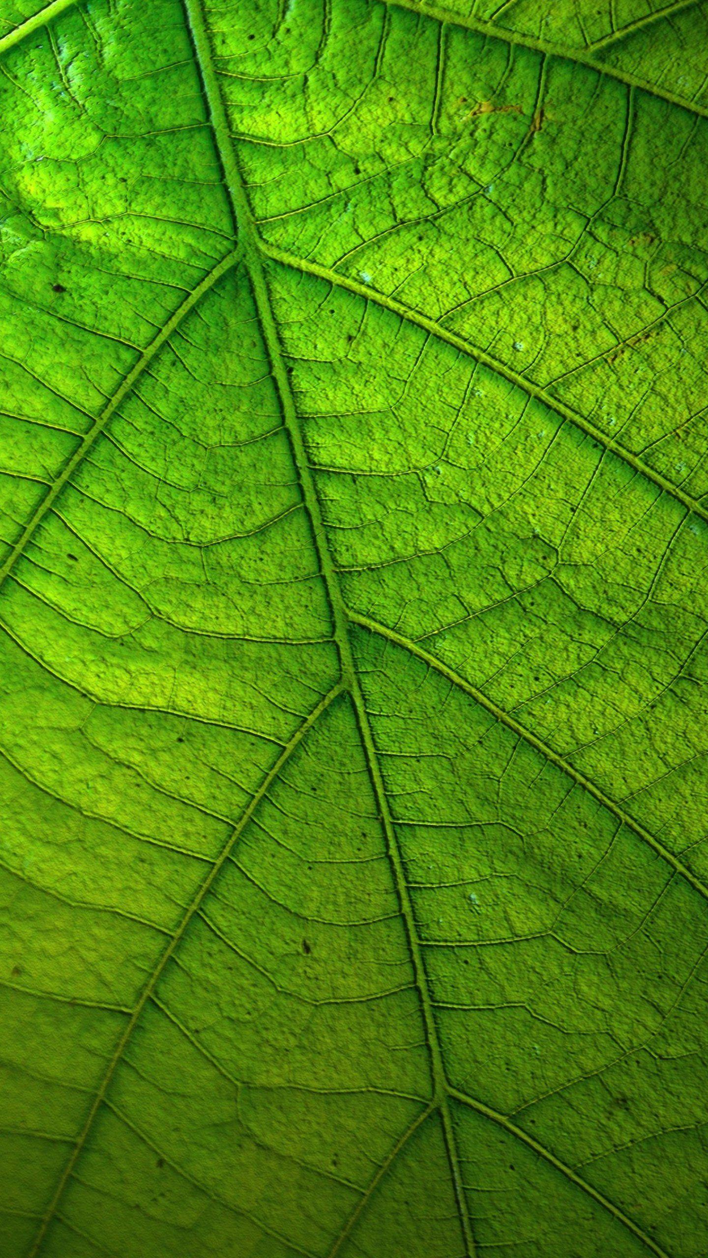 Android Green Wallpapers Wallpaper Cave