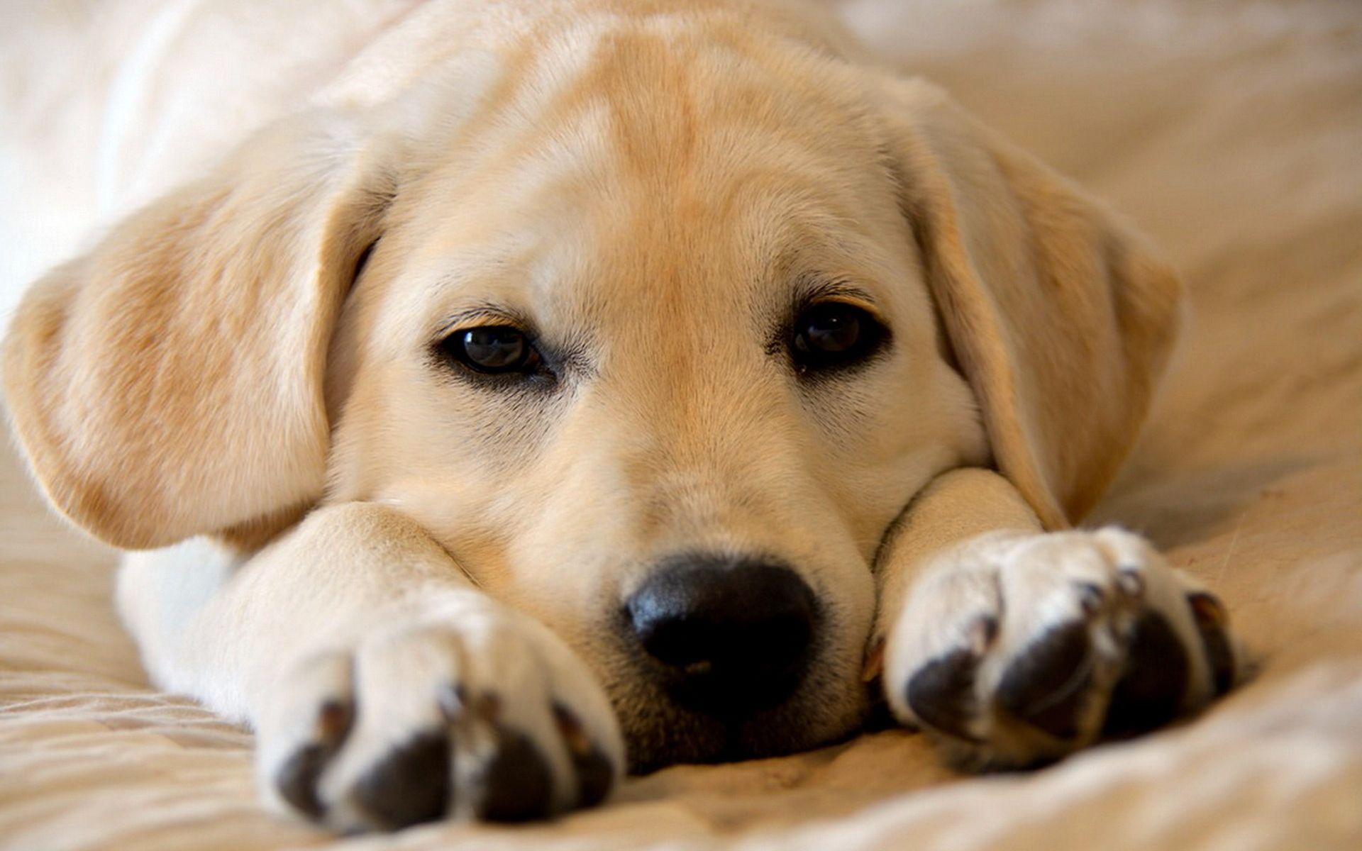 Labrador Desktop HD Wallpapers Wallpaper Cave