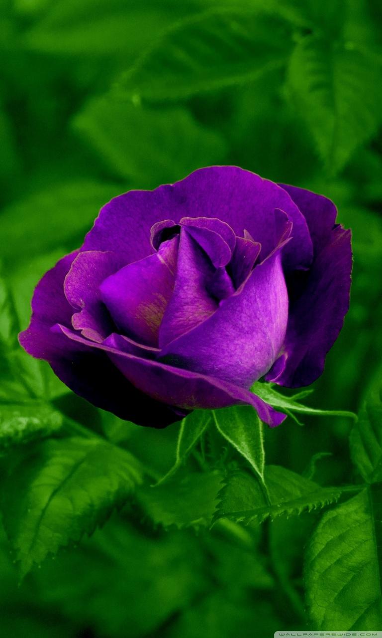 Purple Rose HD Wallpapers Wallpaper Cave