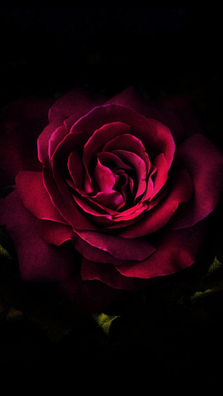 Dark Pink Rose HD iPhone Wallpapers Wallpaper Cave