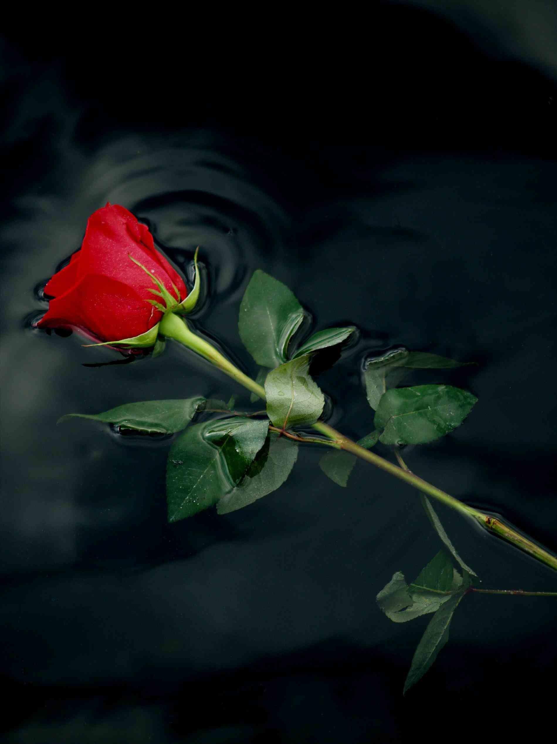 Rose Phone HD Wallpapers Wallpaper Cave